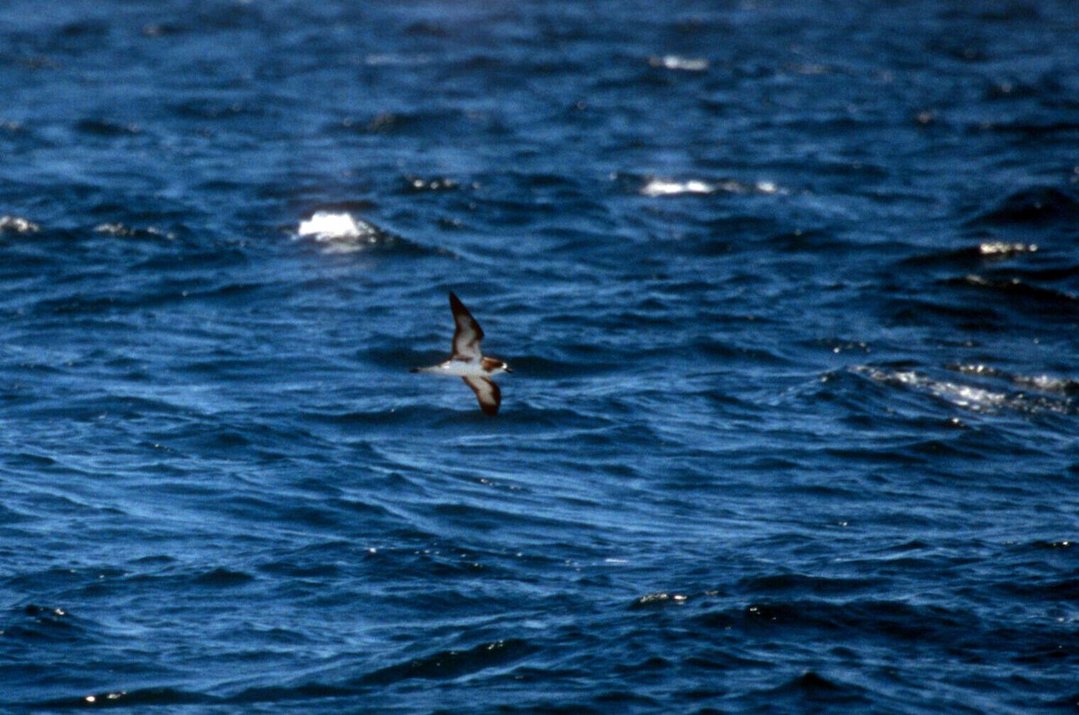 Galapagos Petrel - Guy RUFRAY