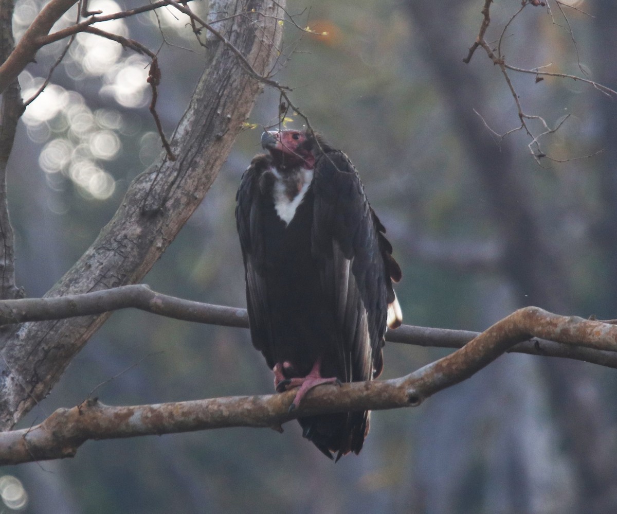 Red-headed Vulture - ML612326911