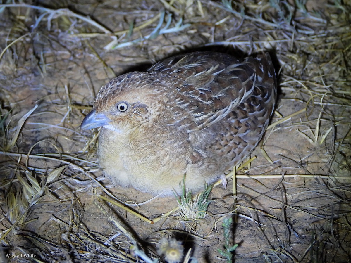 Little Buttonquail - ML612326975