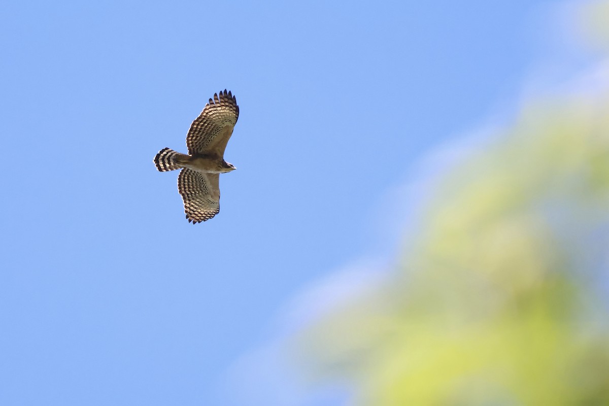 Mountain Hawk-Eagle - RIIO LU