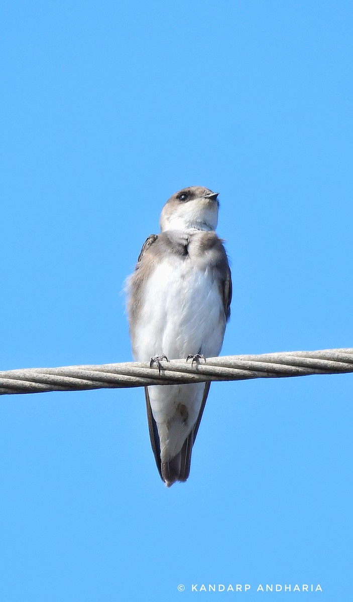 Pale Martin - ML612327100