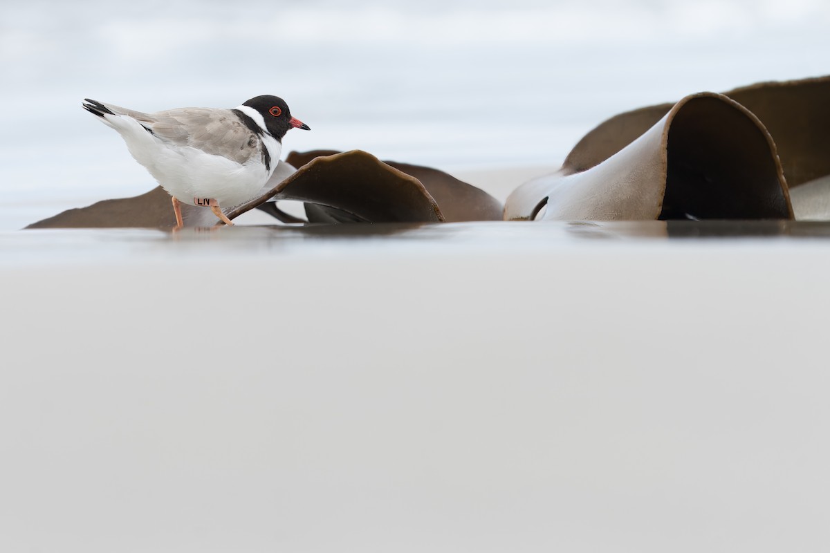 kulík černohlavý - ML612327130