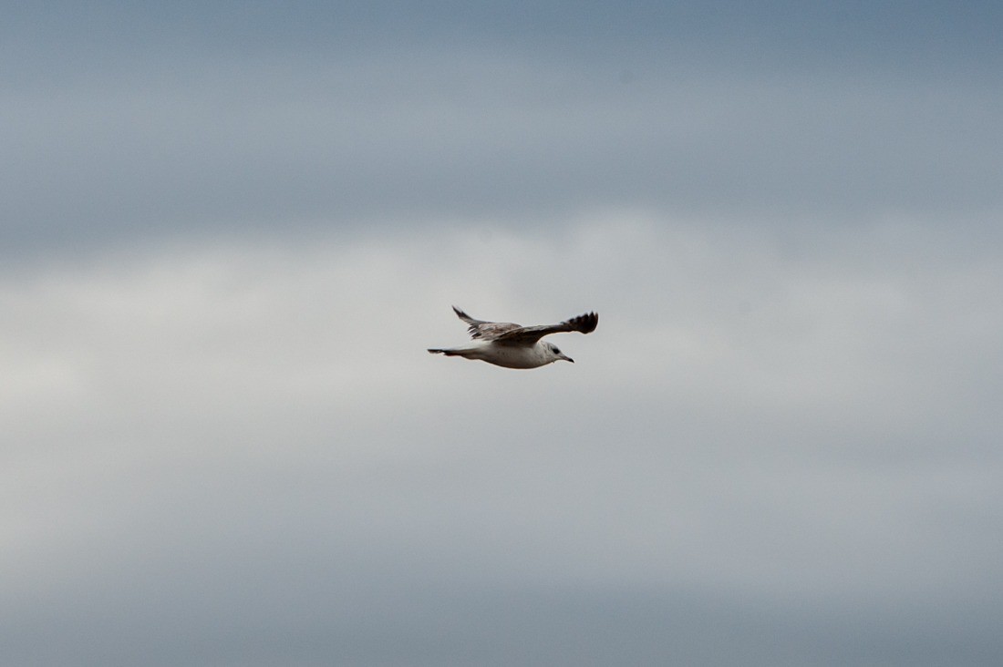 Common Gull - ML612327199