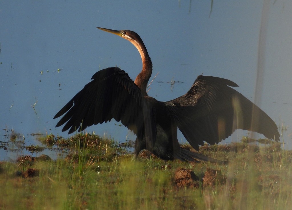 Anhinga d'Afrique - ML612327235