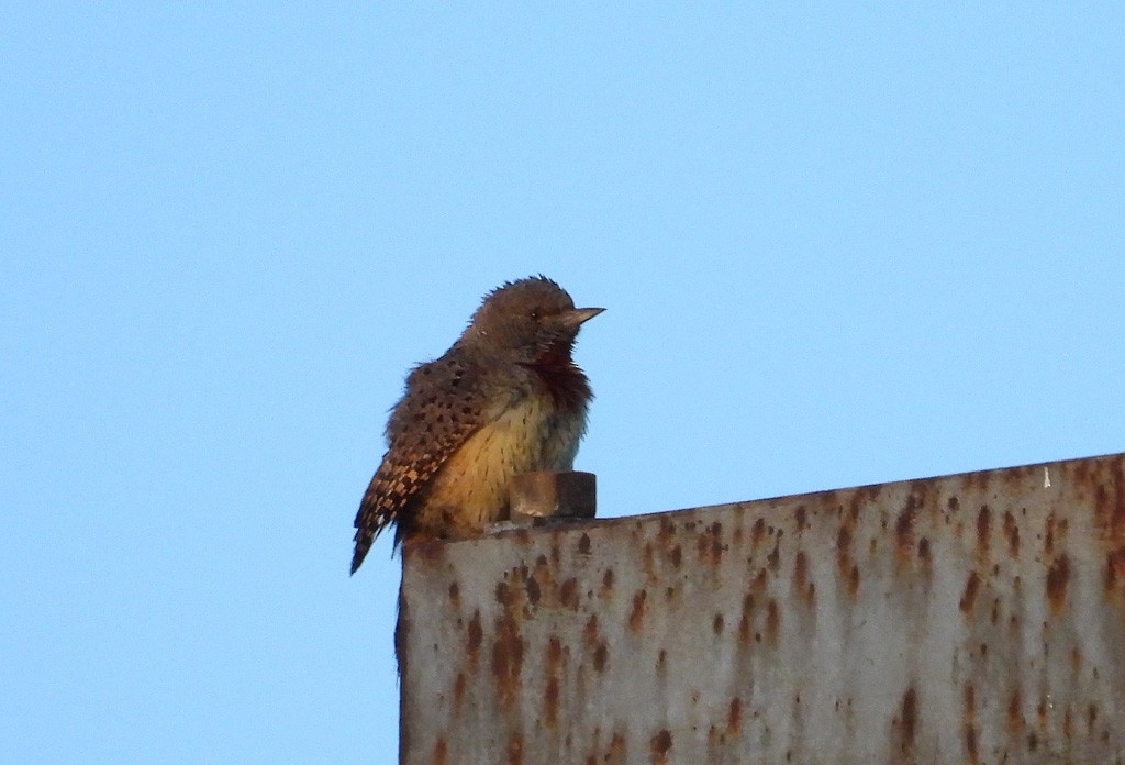 Rufous-necked Wryneck - Juan Oñate García