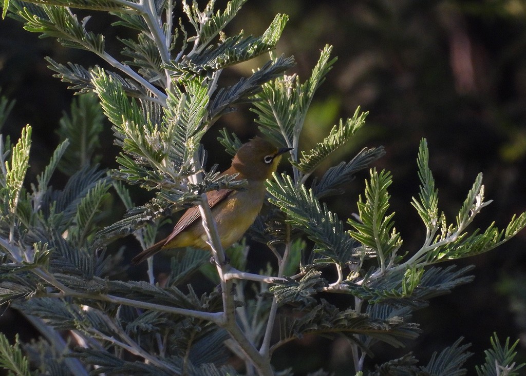 Cape White-eye - Juan Oñate García