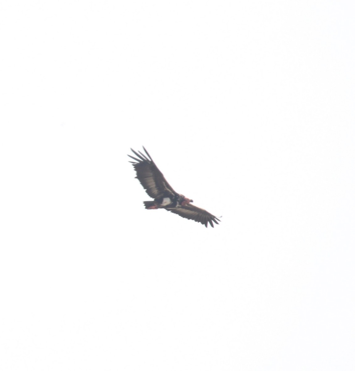 Red-headed Vulture - ML612327285