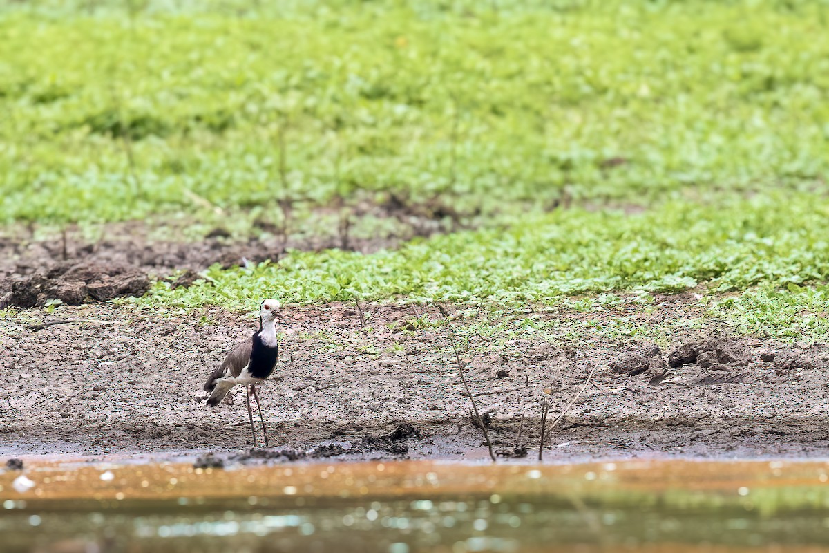 Long-toed Lapwing - ML612327298