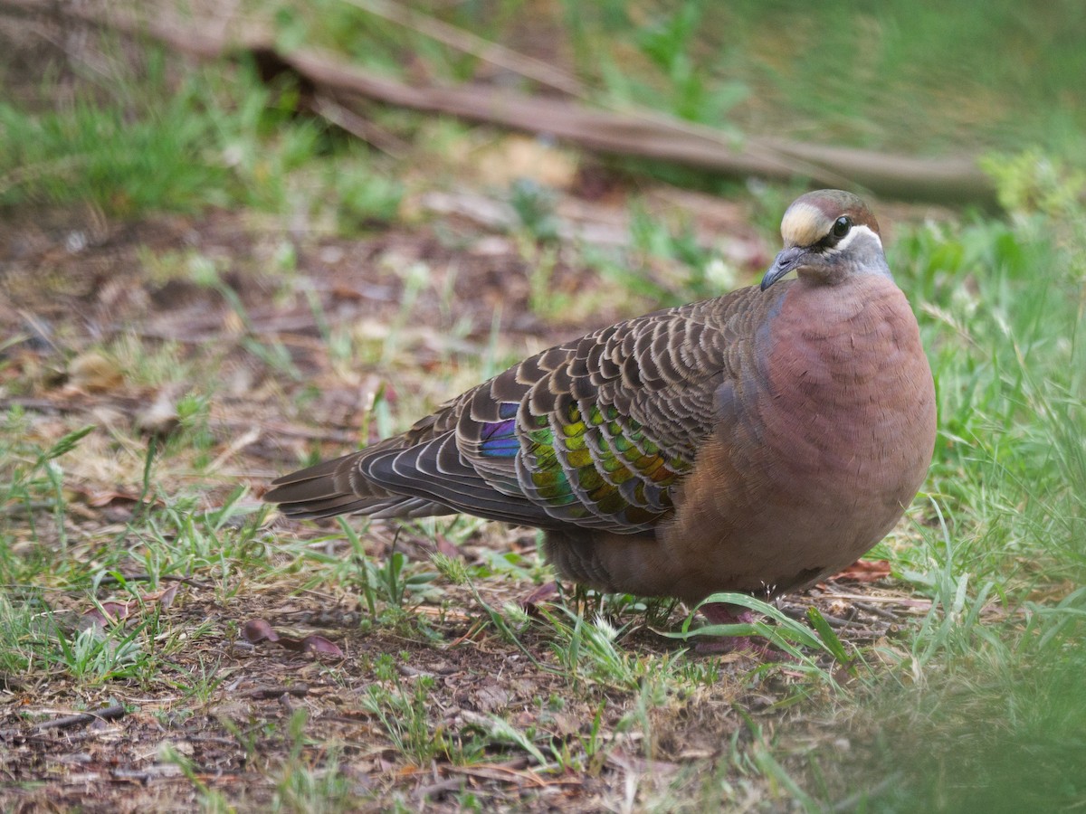 Common Bronzewing - ML612327377