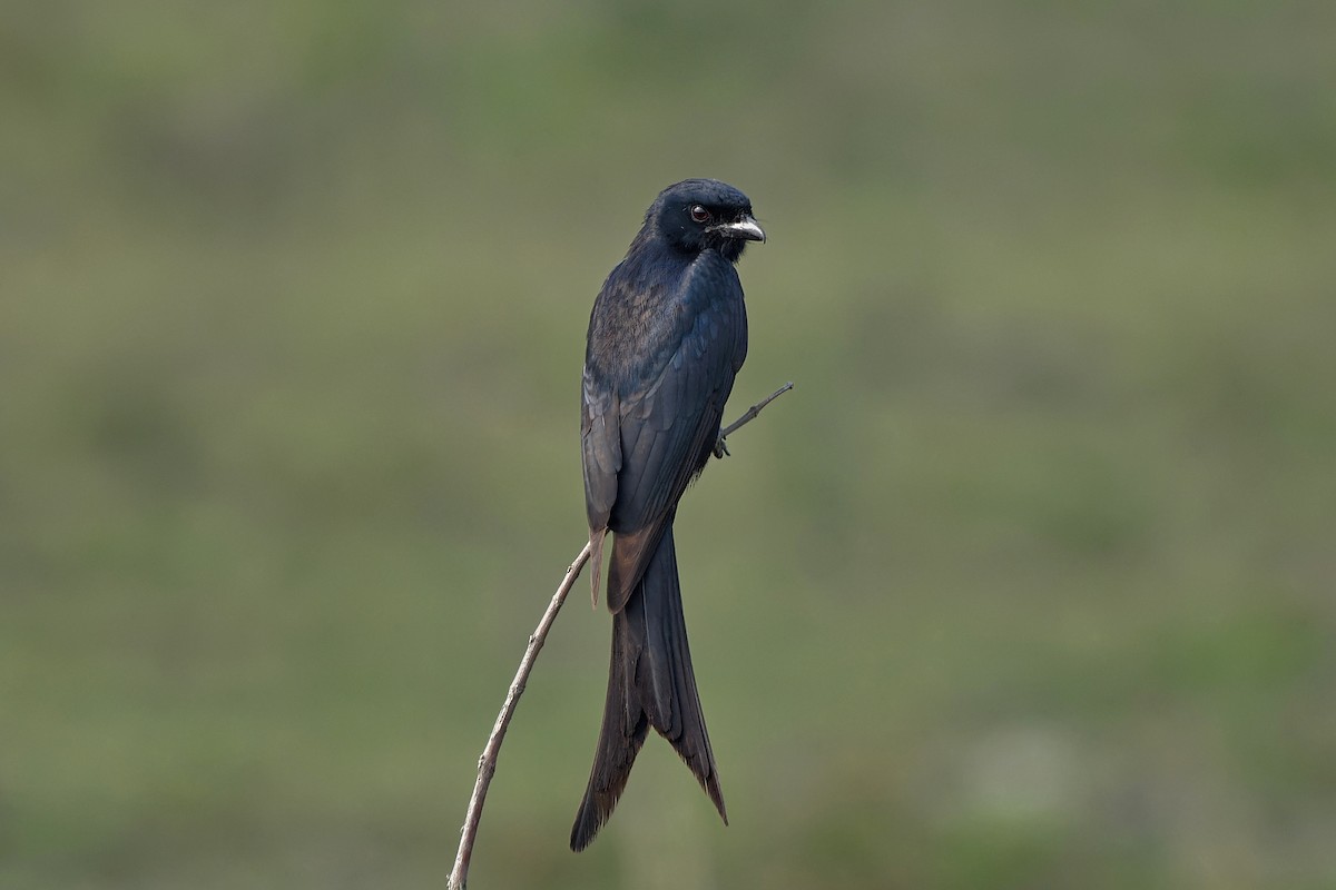 Black Drongo - ML612327465