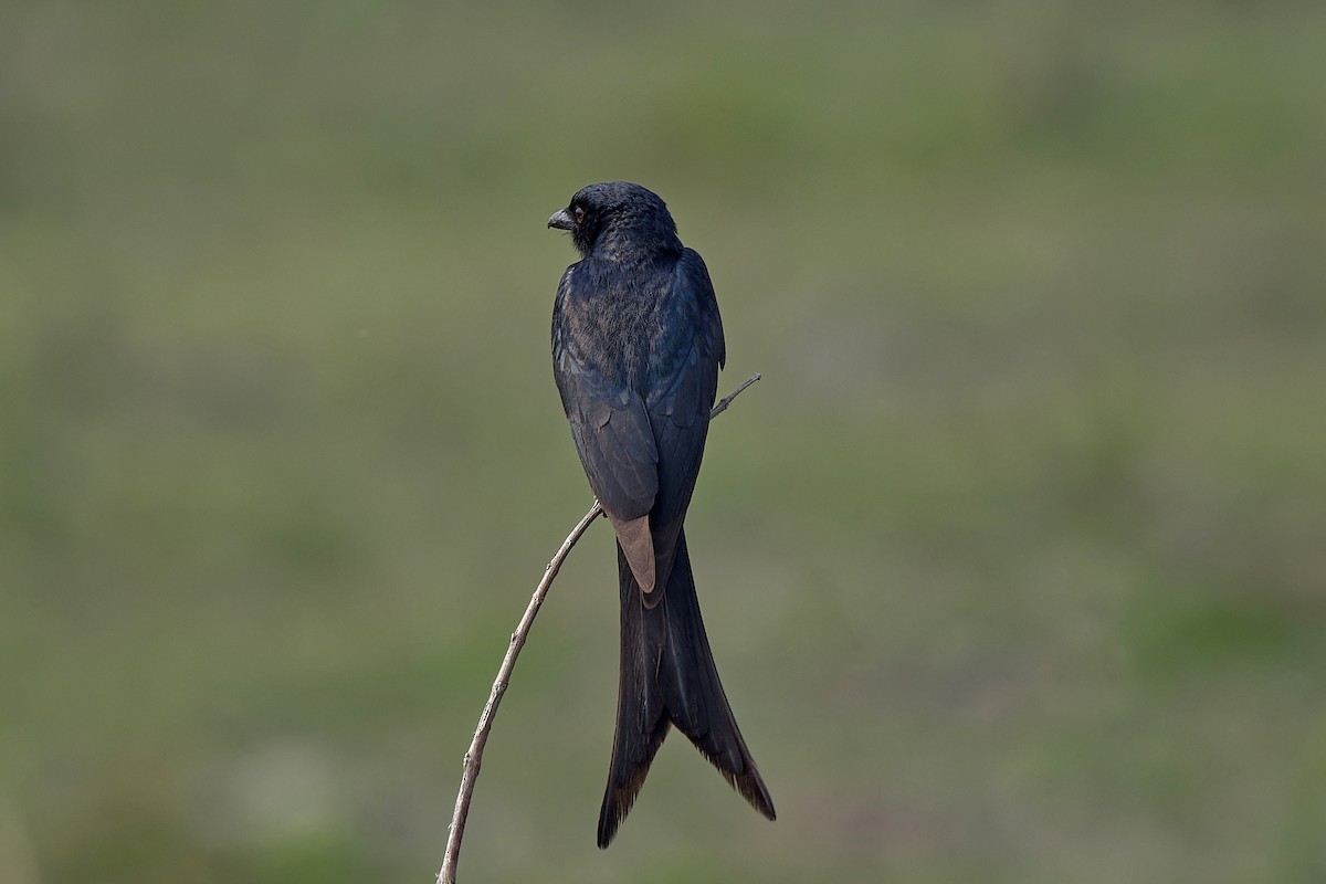 Black Drongo - ML612327466