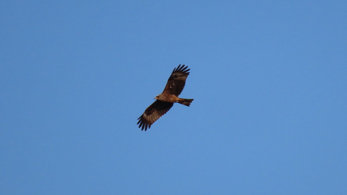 Black Kite - ML612327468