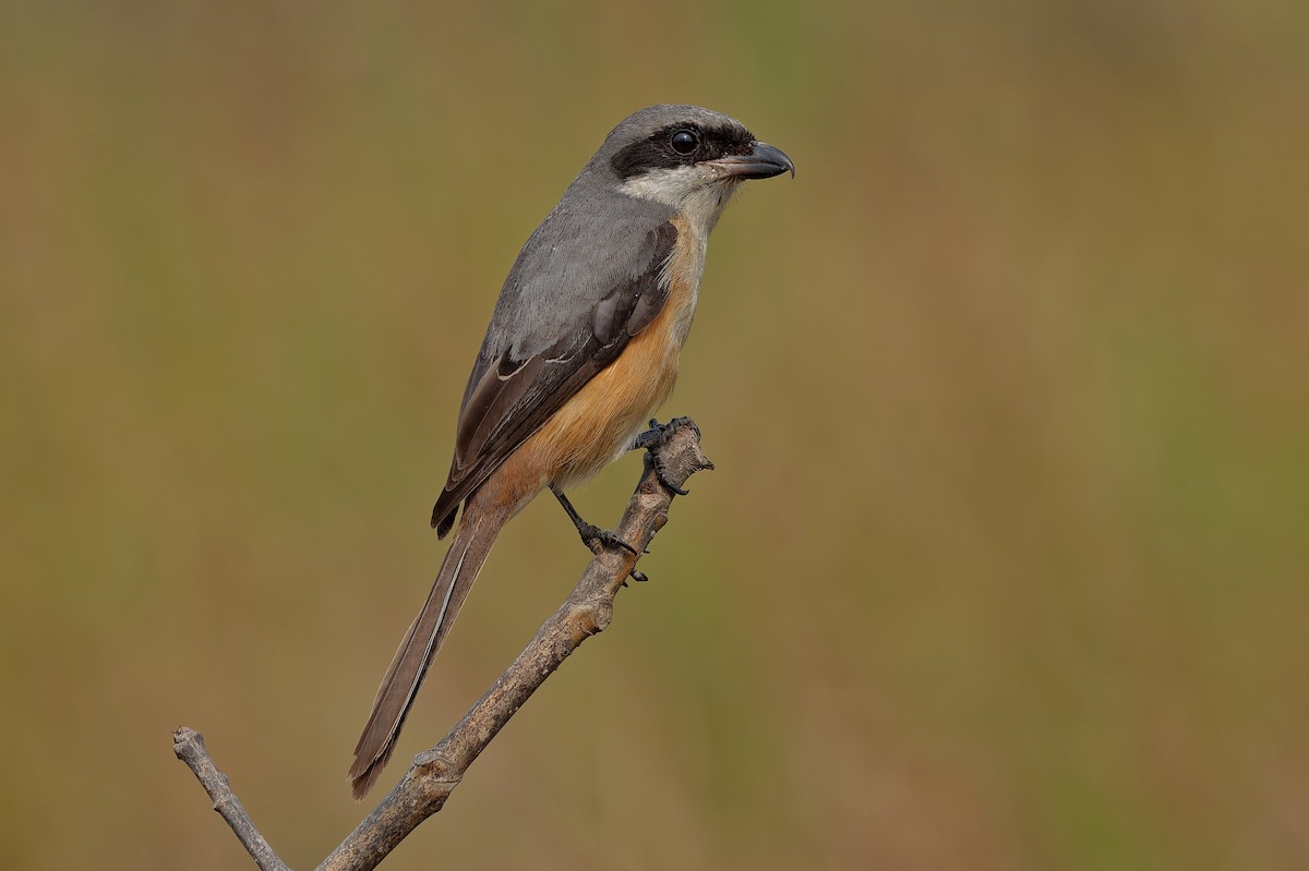 Gray-backed Shrike - ML612327472