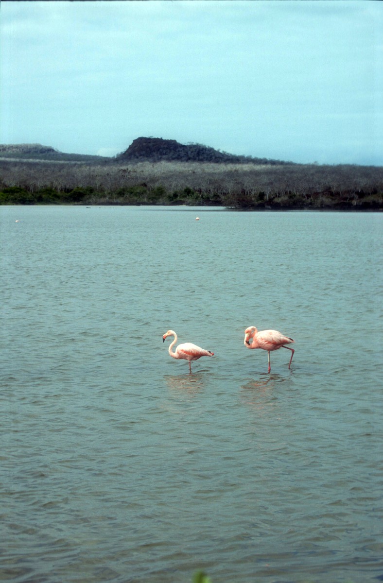 American Flamingo - Guy RUFRAY