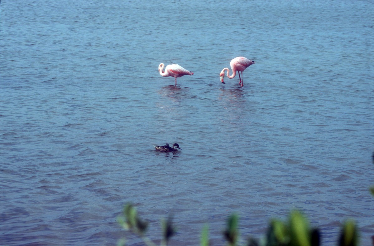 Flamant des Caraïbes - ML612327476