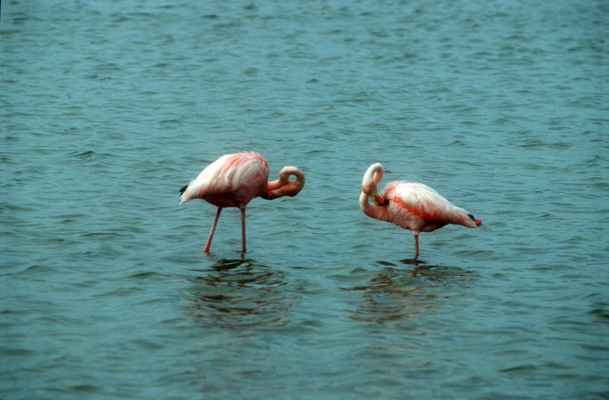 American Flamingo - Guy RUFRAY