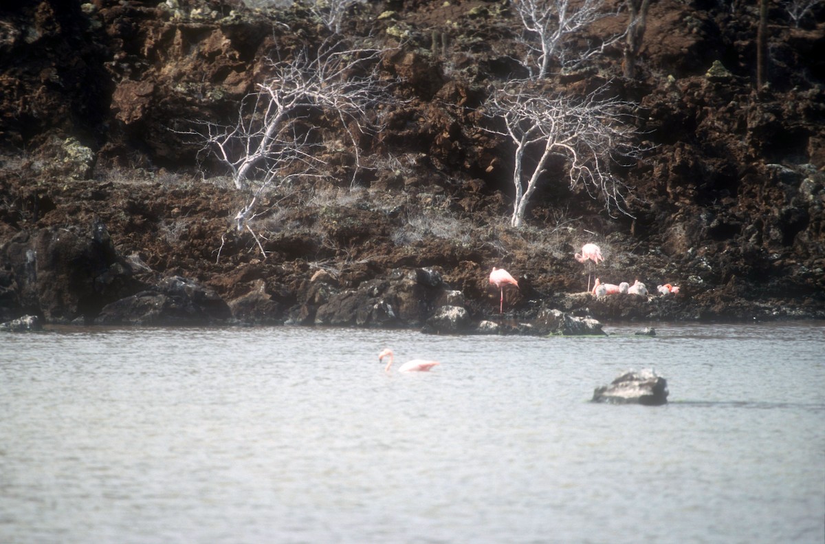 American Flamingo - Guy RUFRAY