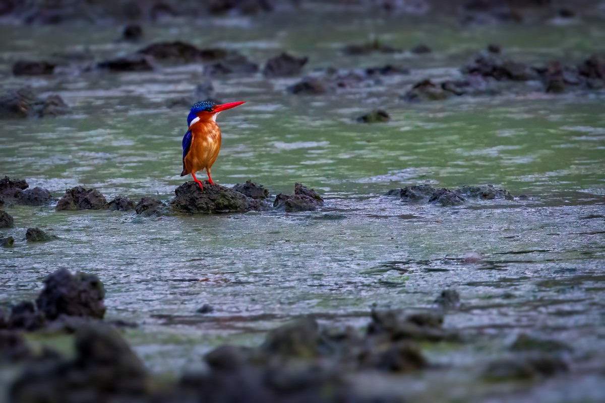 Malachite Kingfisher - ML612327481