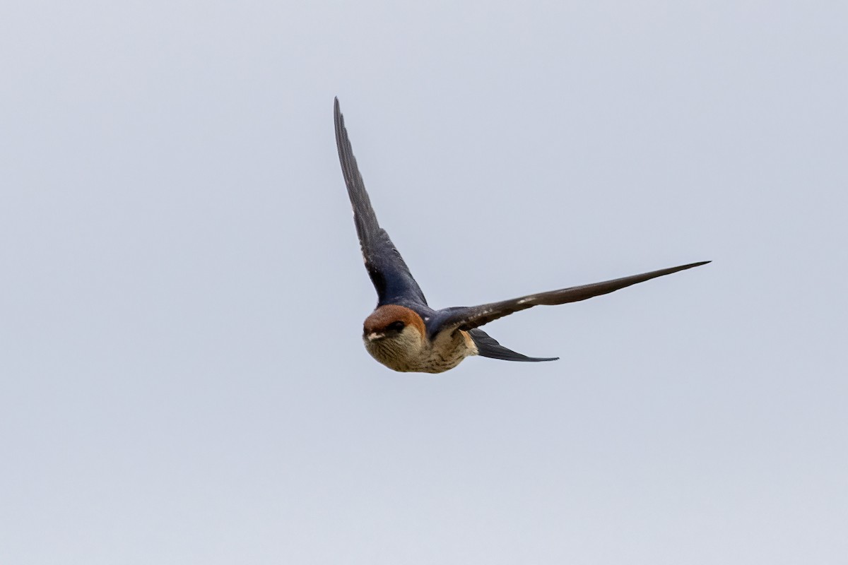Greater Striped Swallow - ML612327489