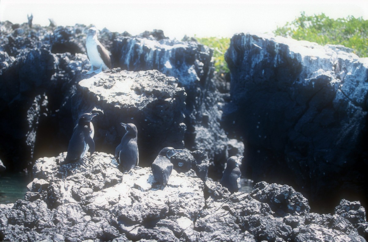 Galapagos Penguin - Guy RUFRAY