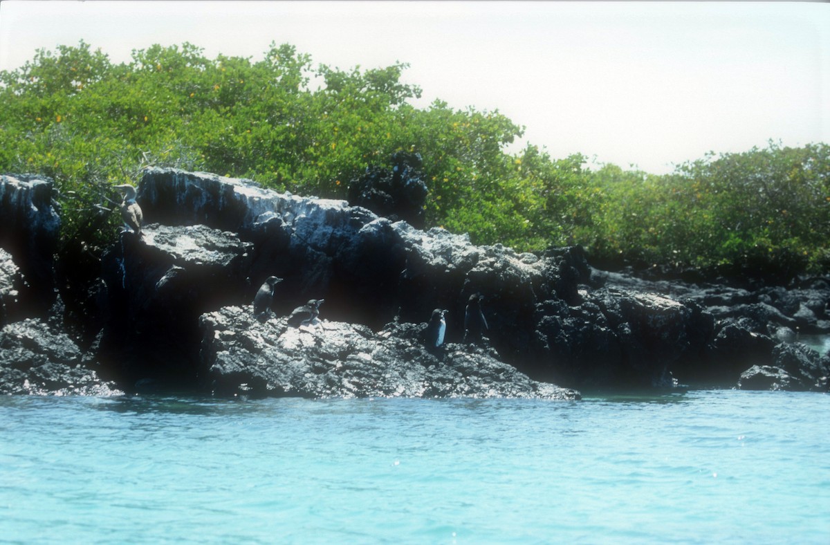 Manchot des Galapagos - ML612327494