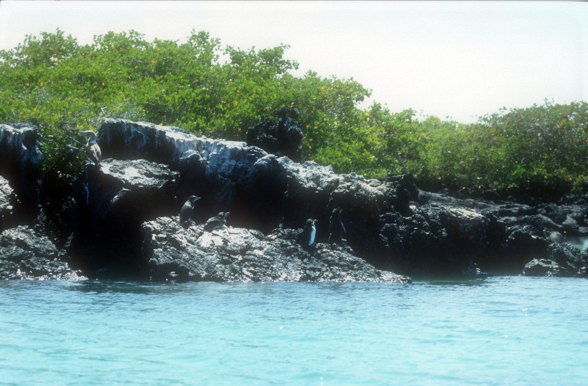 Galapagos Penguin - Guy RUFRAY