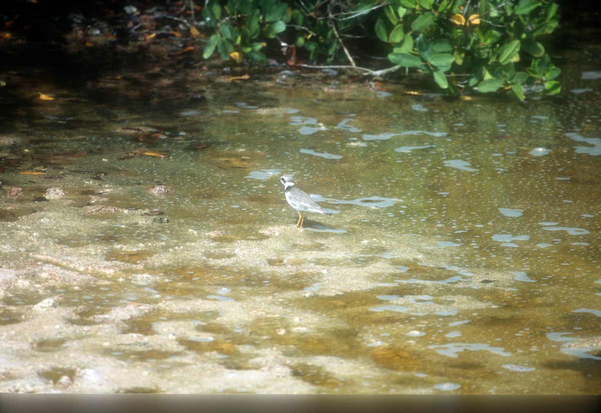 Semipalmated Plover - Guy RUFRAY