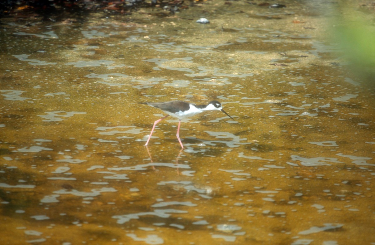 Black-necked Stilt - ML612327515