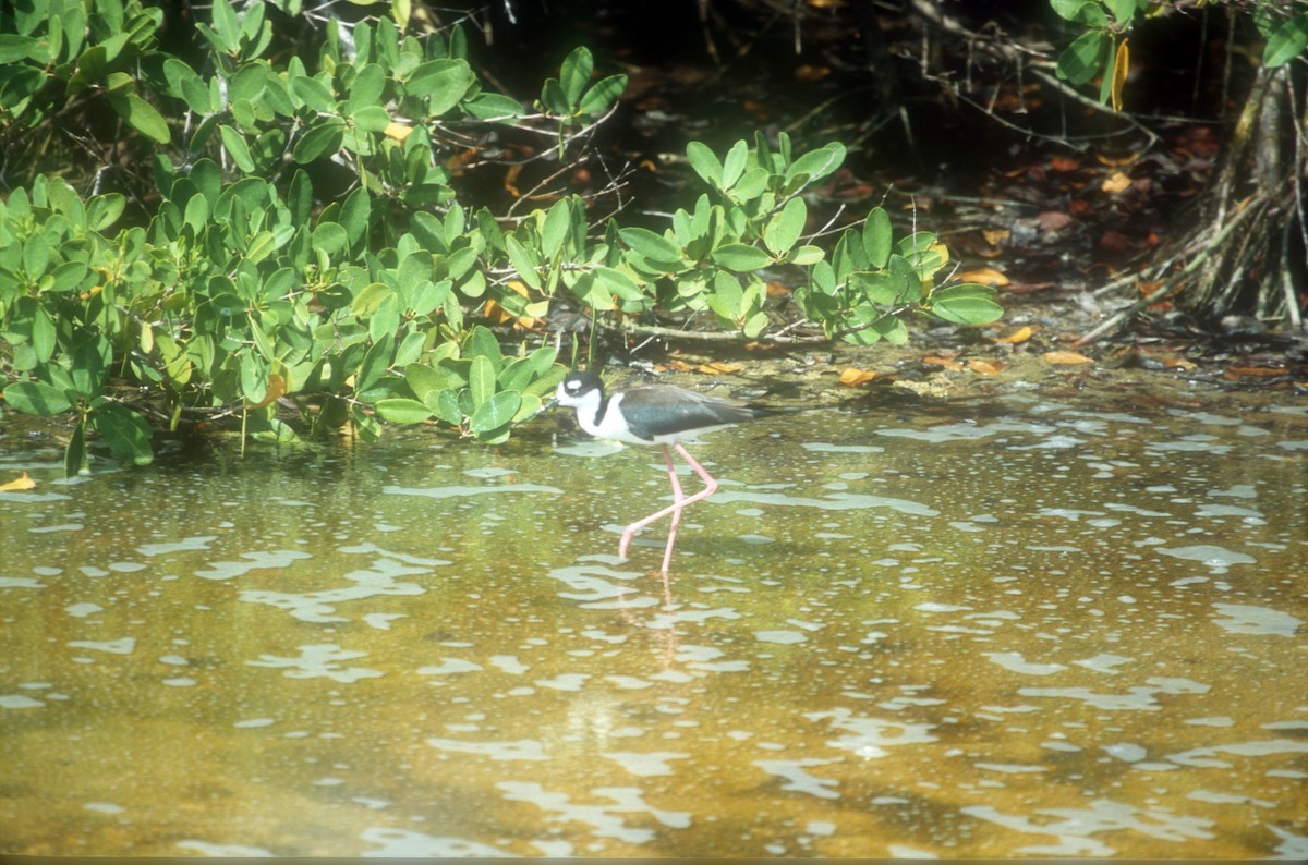 Black-necked Stilt - Guy RUFRAY