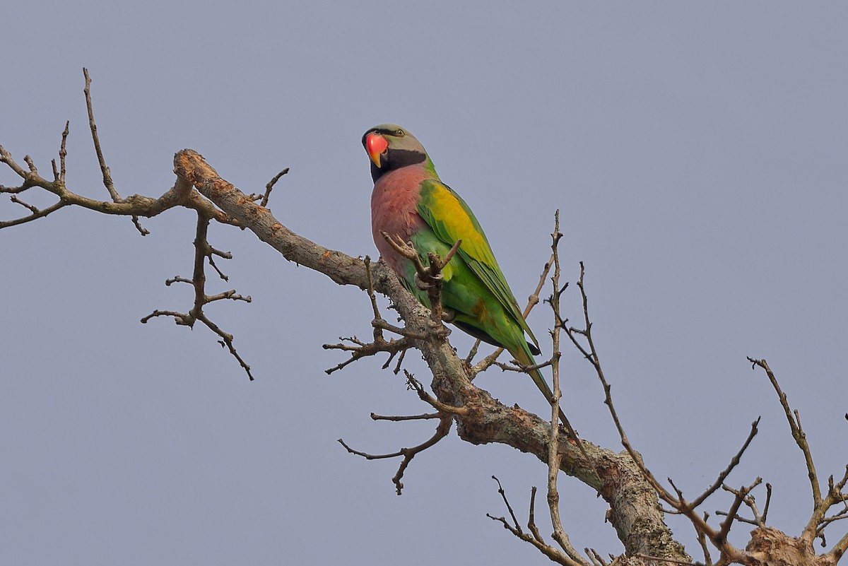 Rose-ringed Parakeet - ML612327538