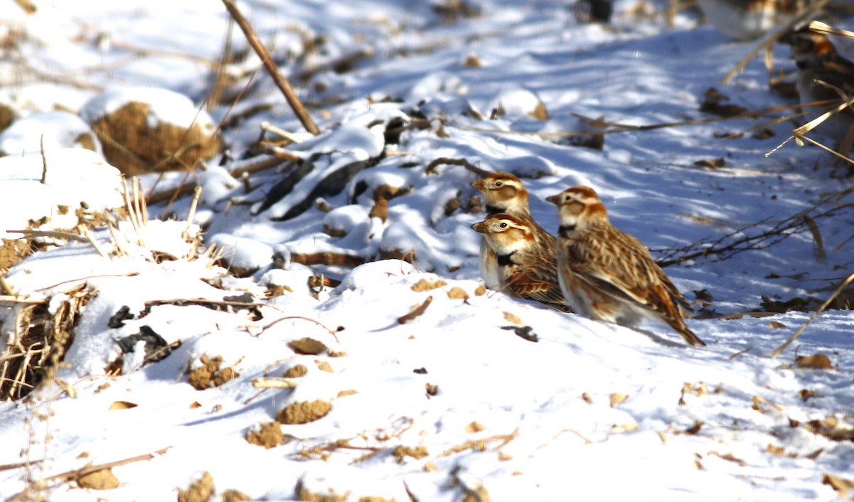 Mongolian Lark - ML612327558