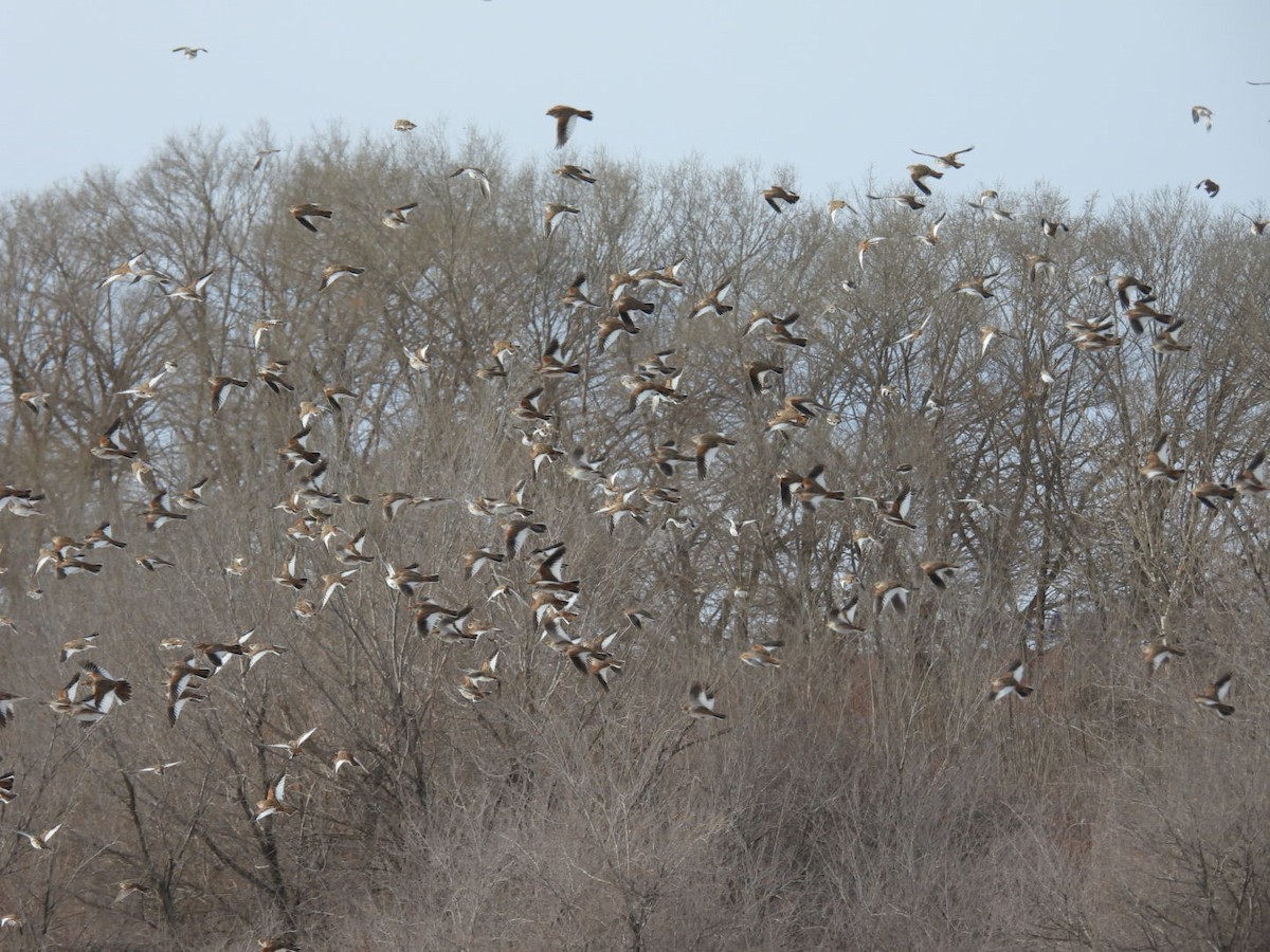 Mongolian Lark - ML612327588