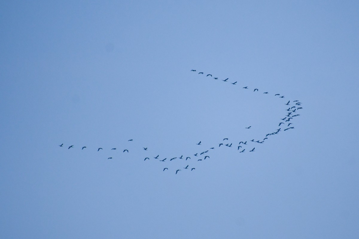 Glossy Ibis - ML612327589