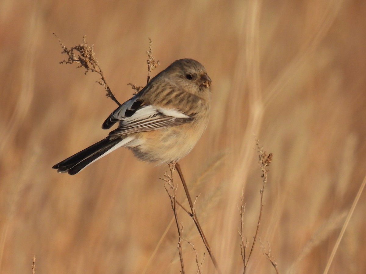 Long-tailed Rosefinch - ML612327597