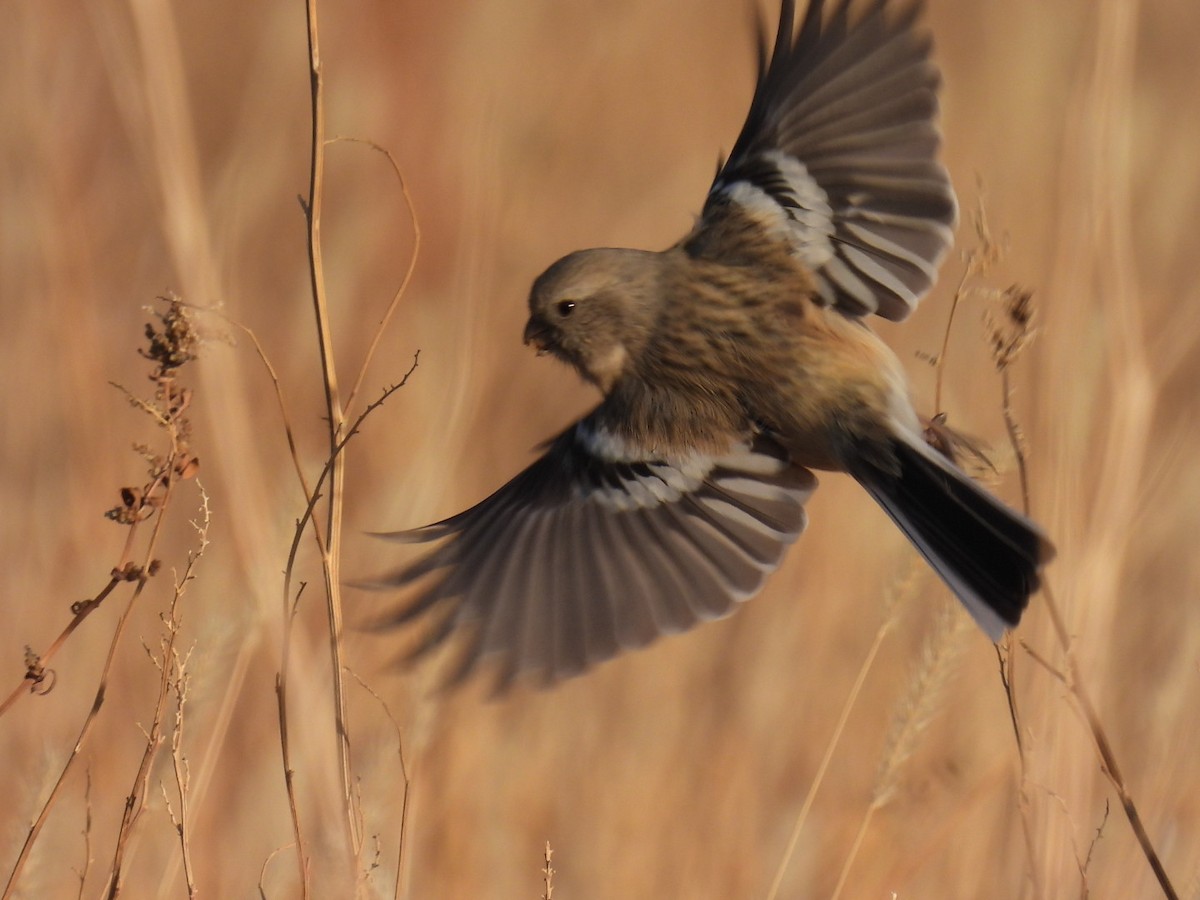 Long-tailed Rosefinch - ML612327598