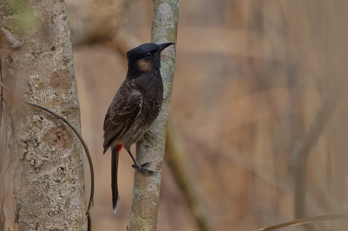 Red-whiskered/Red-vented Bulbul - ML612327601
