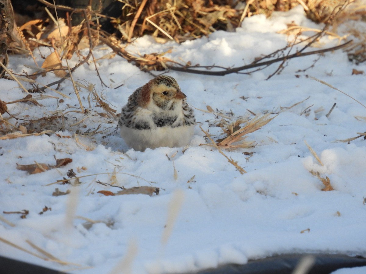 Lapland Longspur - ML612327602