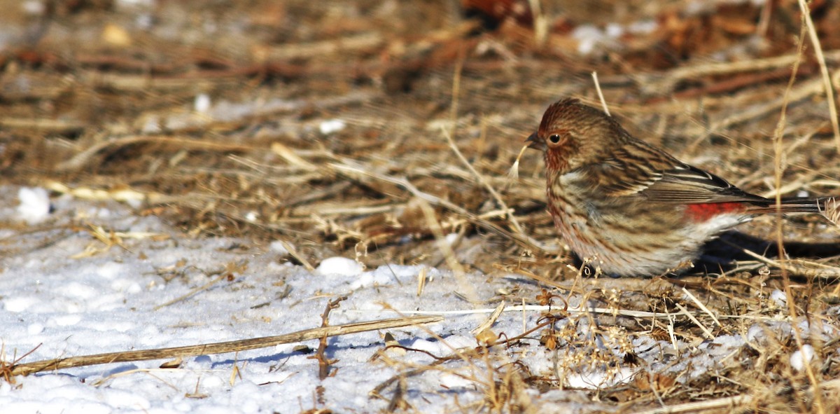 Pallas's Rosefinch - ML612327620