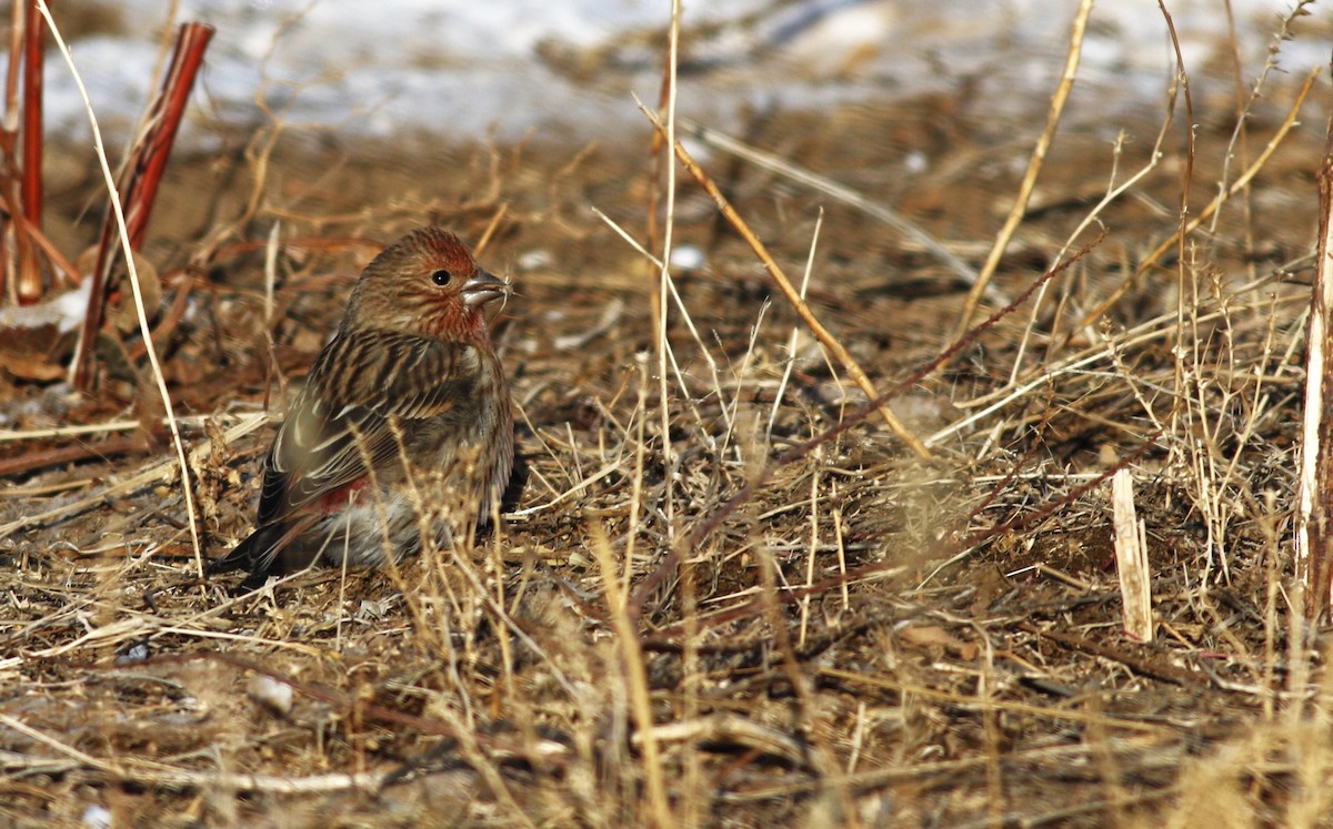 Pallas's Rosefinch - ML612327621