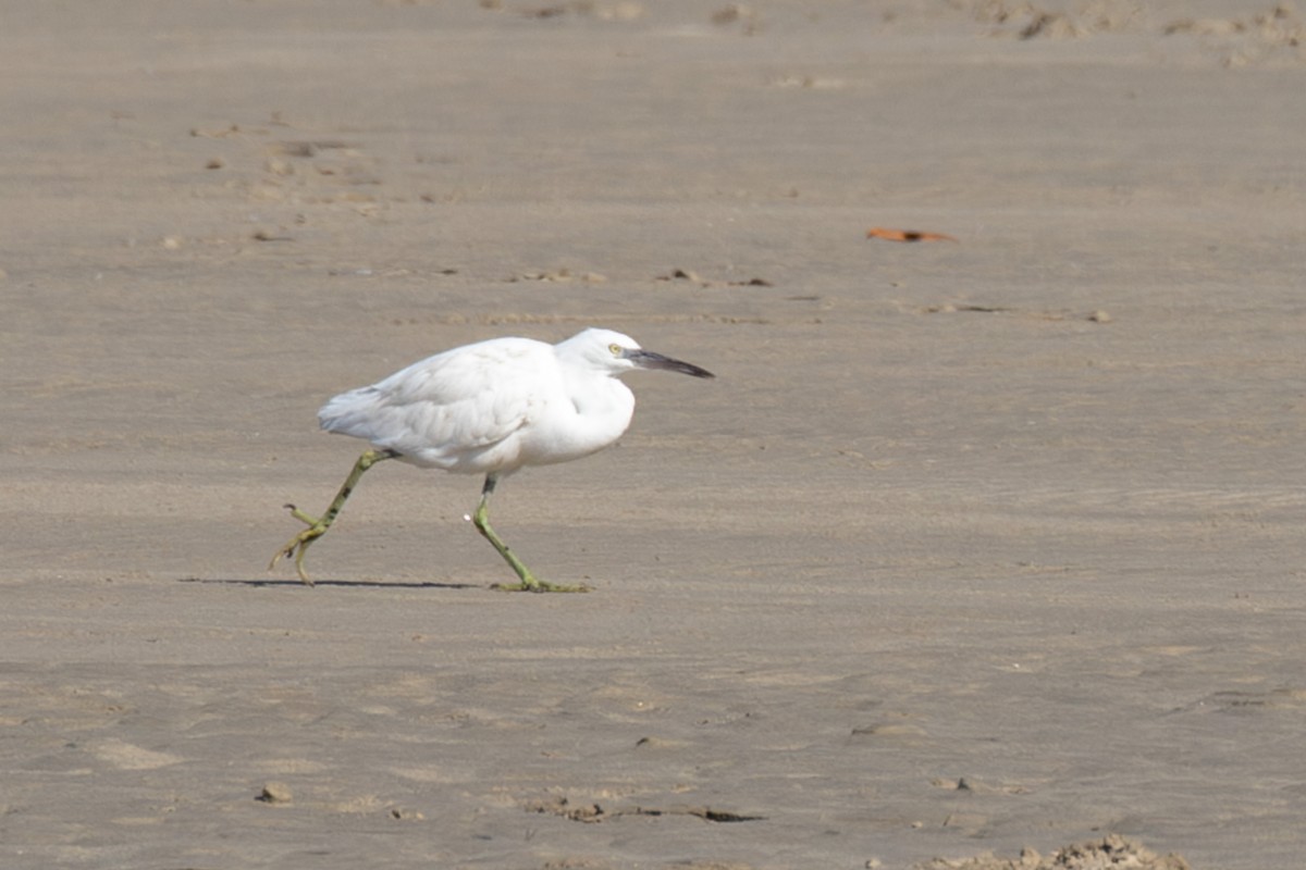Pacific Reef-Heron - ML612327646