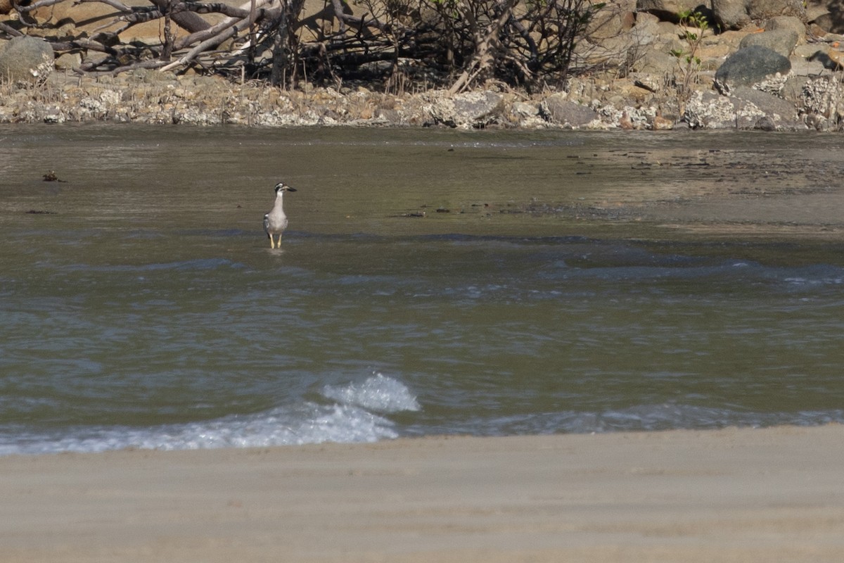Beach Thick-knee - ML612327652