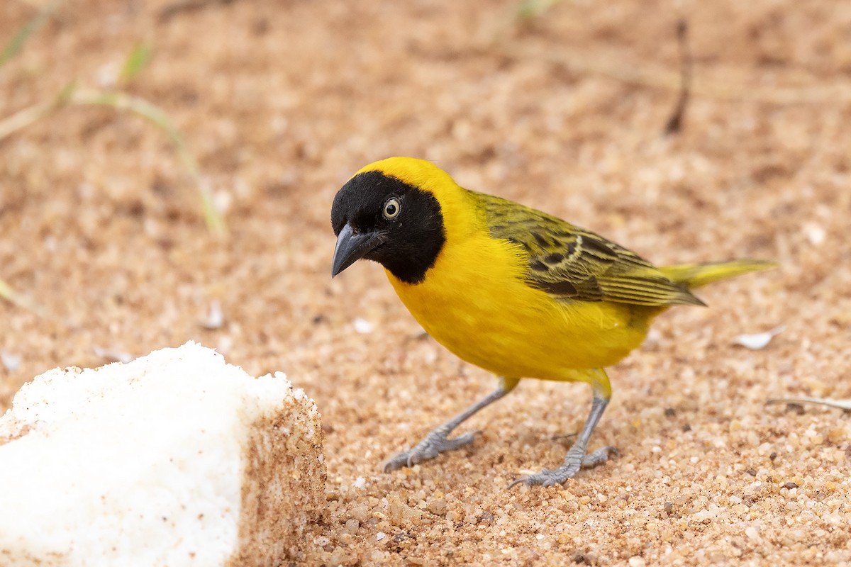 Lesser Masked-Weaver - ML612327682