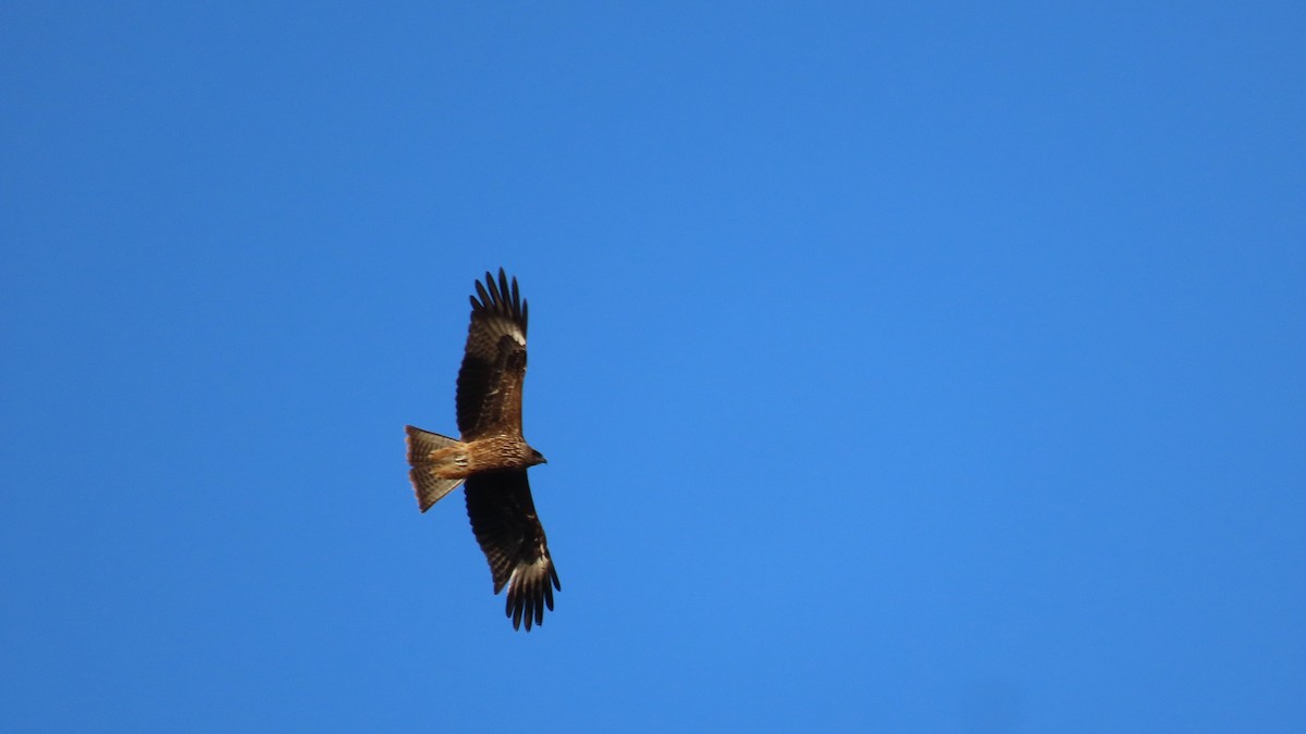 Black Kite - ML612327710