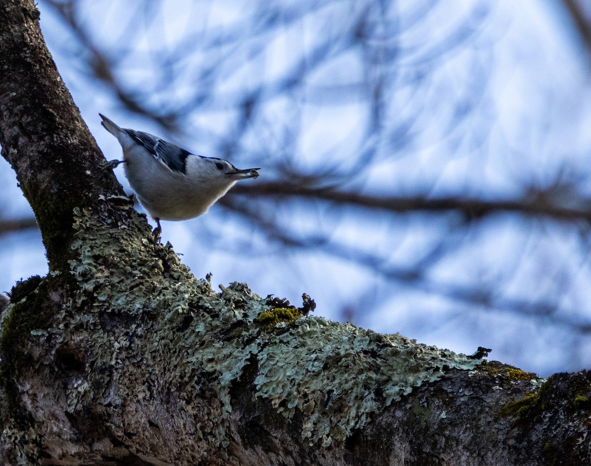 White-breasted Nuthatch - Rich White