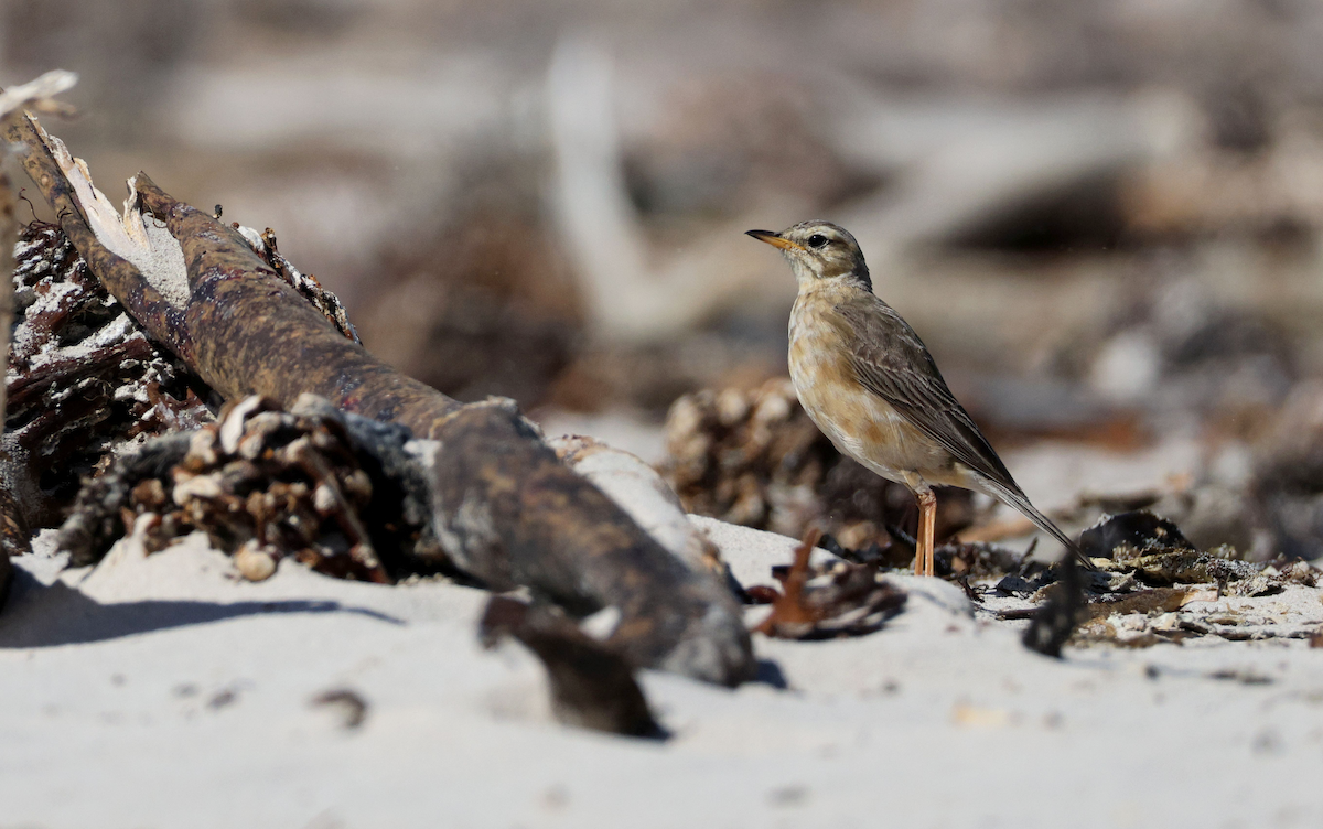 Plain-backed Pipit - ML612327734