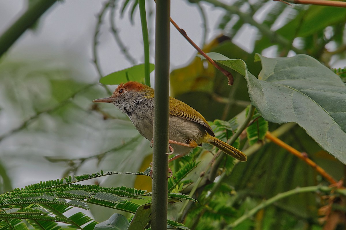 Dunkelkehl-Schneidervogel - ML612327759