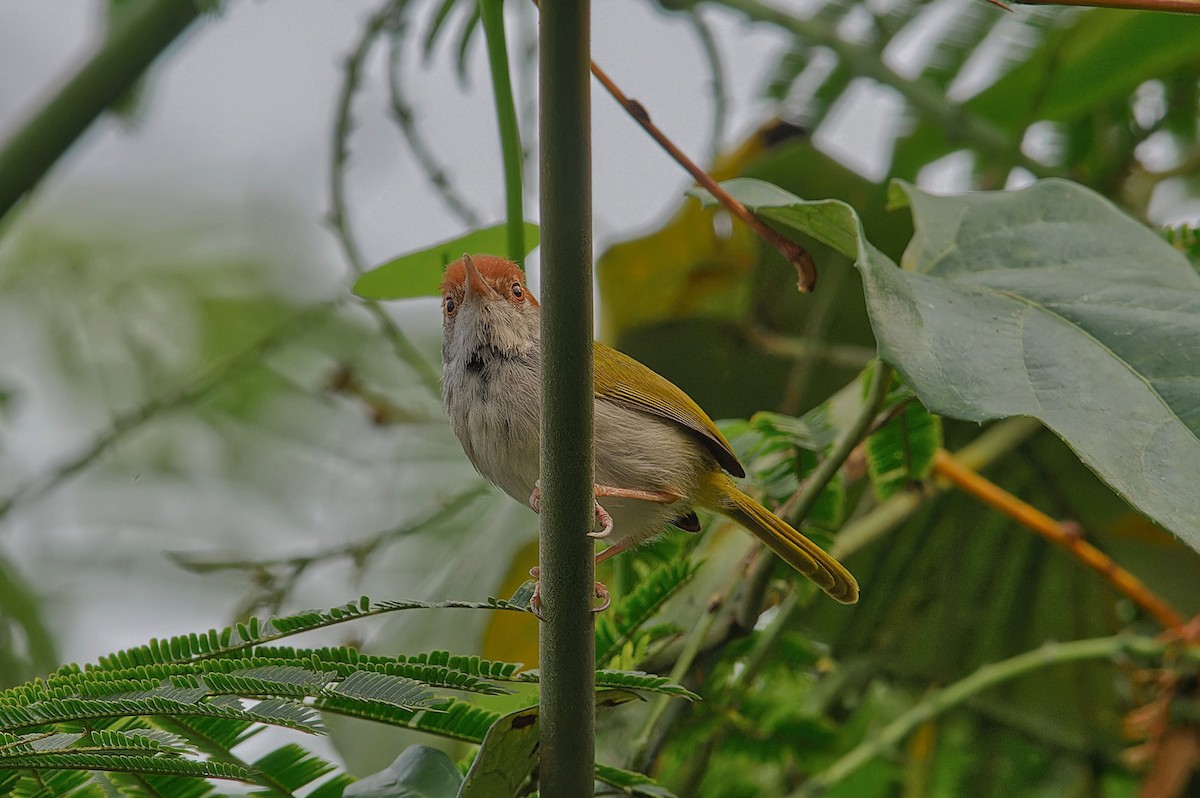 Dunkelkehl-Schneidervogel - ML612327760