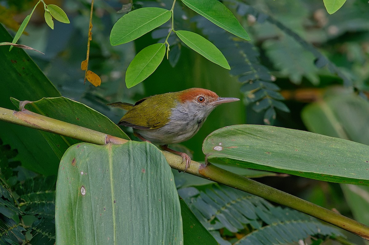 Dunkelkehl-Schneidervogel - ML612327763