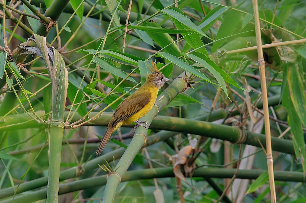 White-throated Bulbul - ML612327766