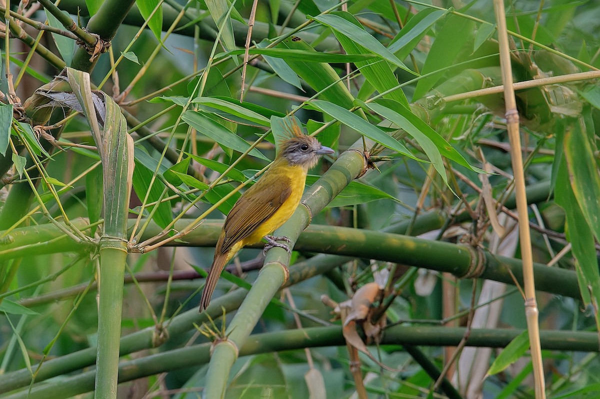 White-throated Bulbul - ML612327768